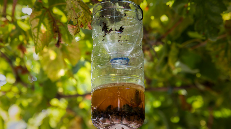 Plastic bottle yellowjacket trap