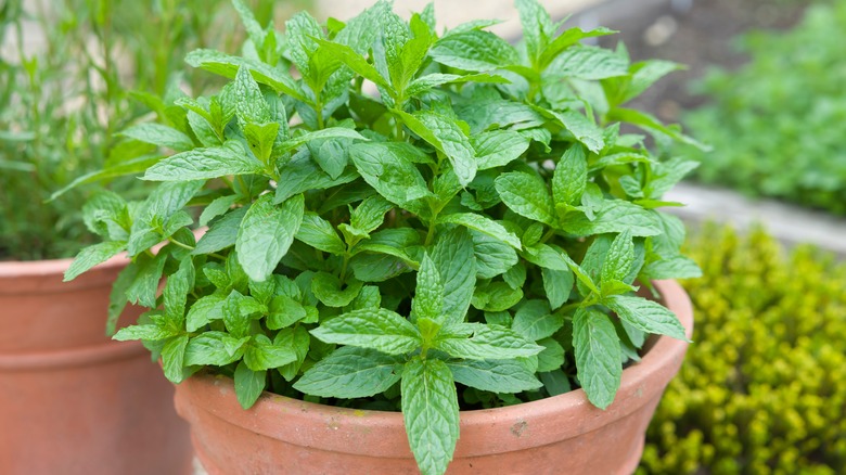 Mint plant in a pot