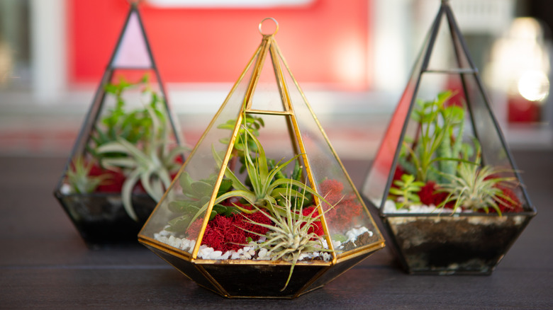 air plants in terrarium 