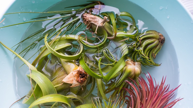 air plants soaking in water