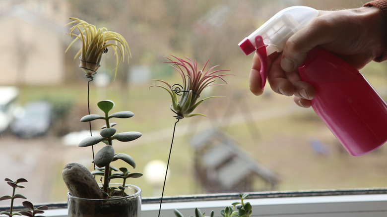 person misting air plant
