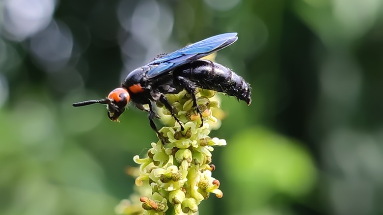 scoliid wasp on flower