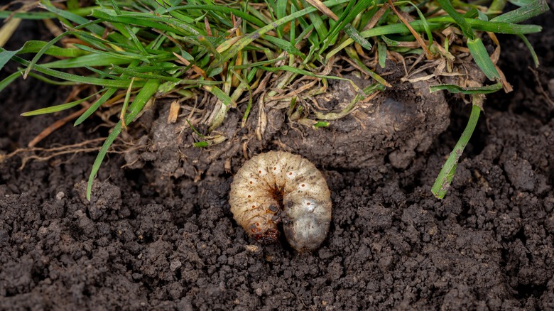 white grub in under soil