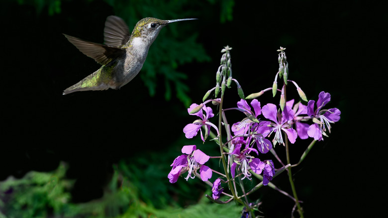 hummingbird flying near fireweed