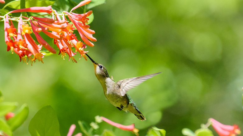 hummingbird drinking trumpet honeysuckle