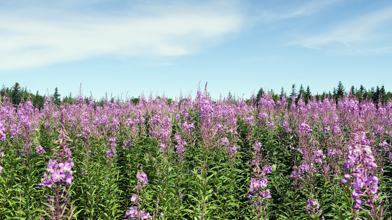 field of fireweed