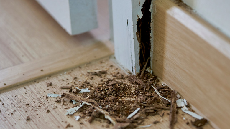 termite damage in the house