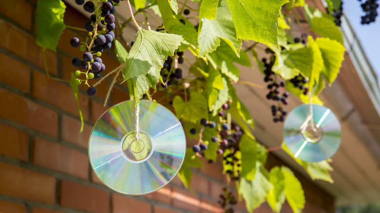 CDs hung from grape vines