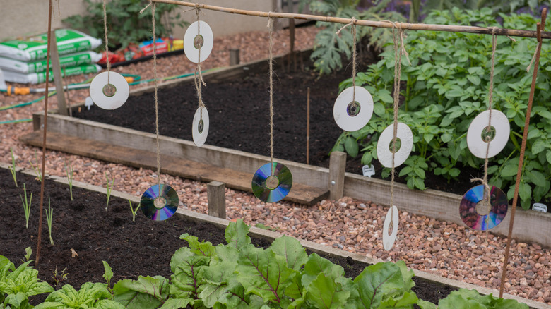 CDs hung in garden