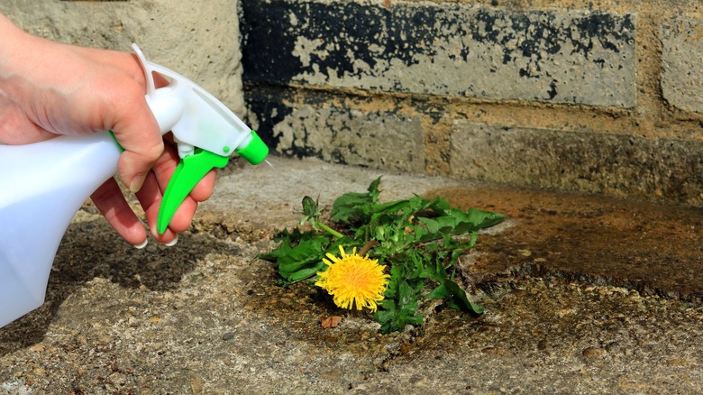 A person sprays weeds with a bottle