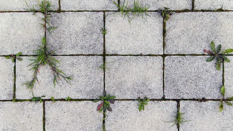 Weeds sprout from pavers