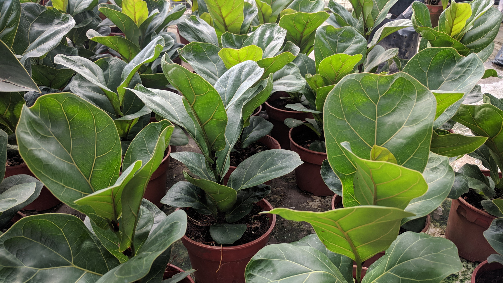 You Can Get A Fiddle Leaf Fig At Costco Now And The Price May