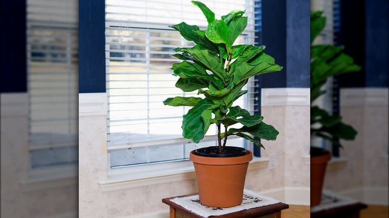 Fiddle leaf fig in a pot