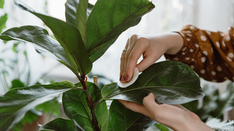 Faux fiddle leaf fig