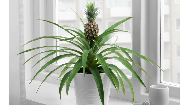 Ikea pineapple plant