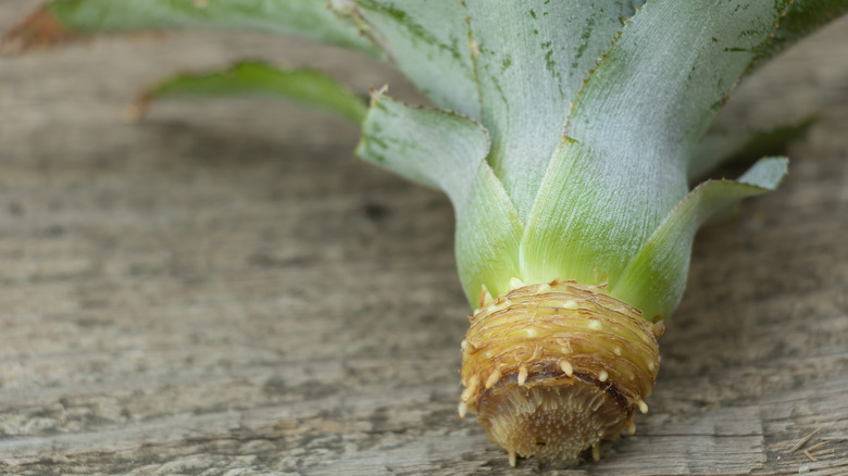 pineapple crown with roots forming