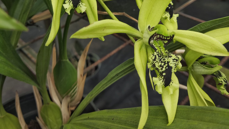 black orchid with bulbs