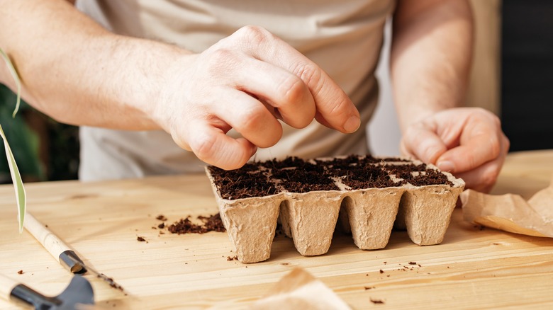 planting seeds in tray