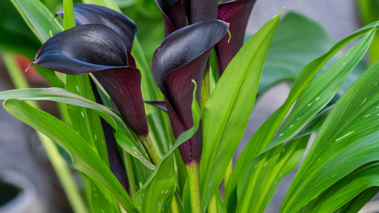 You Can Grow A Rare Black Orchid Flower From Seed. Here's How