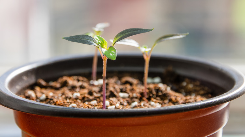 pepper seedlings true leaves