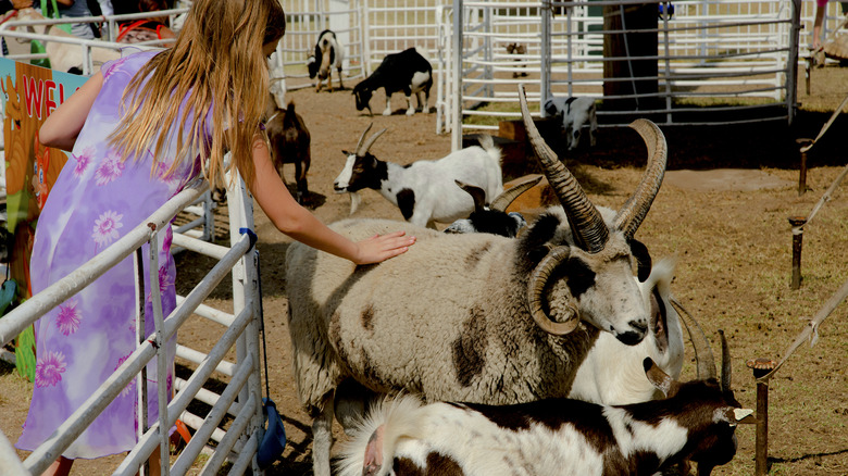 girl petting goat at zoo