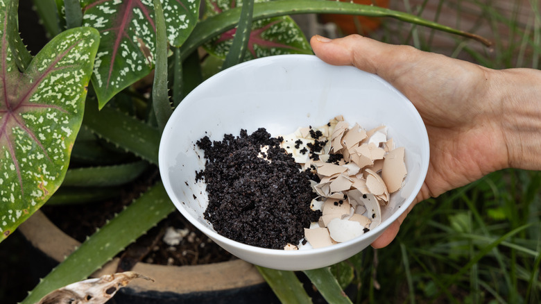 coffee ground and eggshell fertilizer