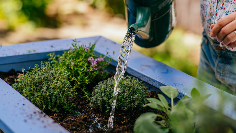 Garden pouring water in a garden