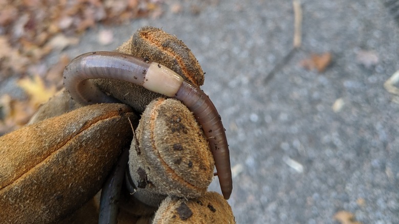 Gardener holding an invasive jumping worm