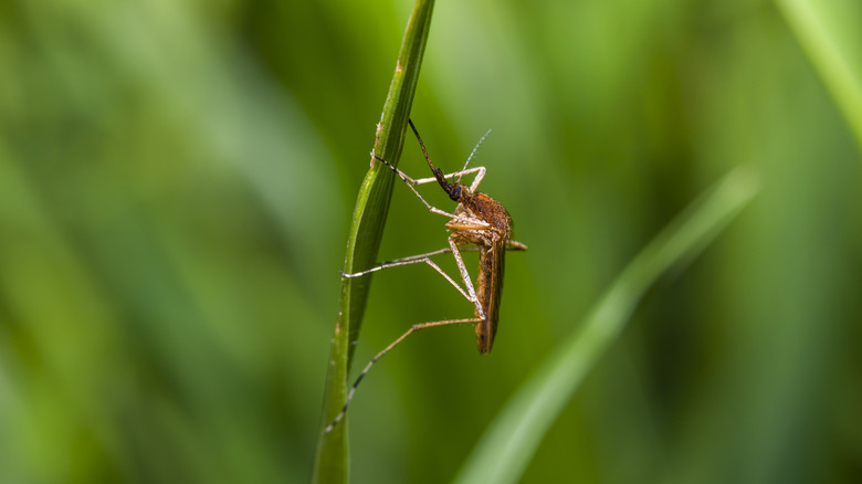 Mosquito on grass blade