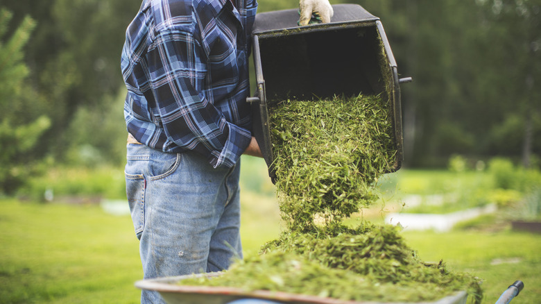 A person emptying bag of grass clippings into a wheelbarrow