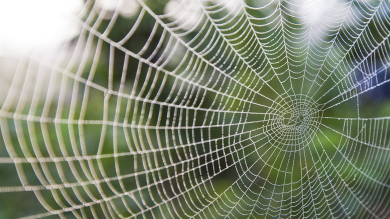 large spider web outside