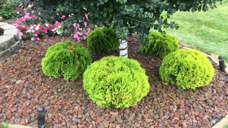 Five green mounds of 'Anna's Magic Ball' arborvitae under a tree