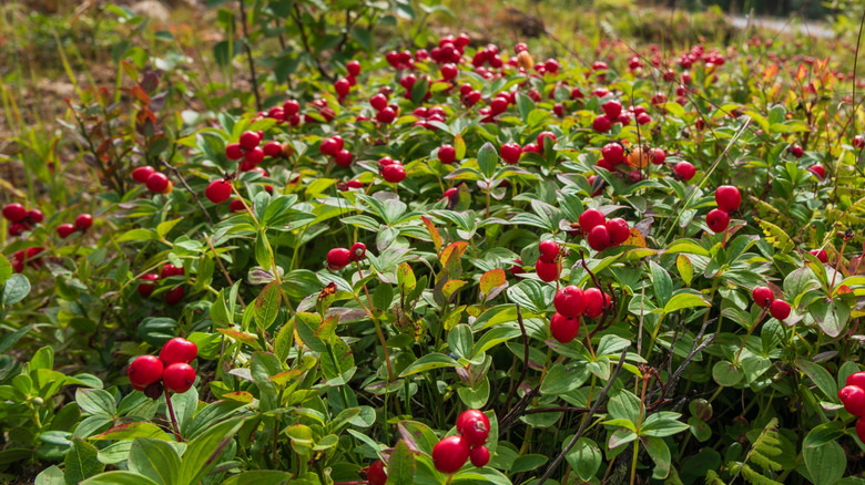 Bearberry with red berries and green foliage