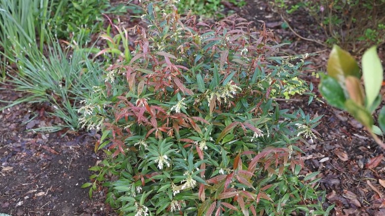 Burning Love leucothoe with red and green foliage