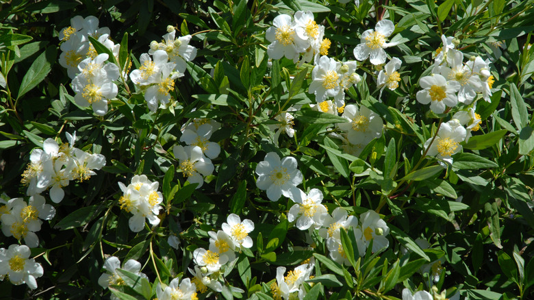 Bush anemone's yellow-dotted white flowers