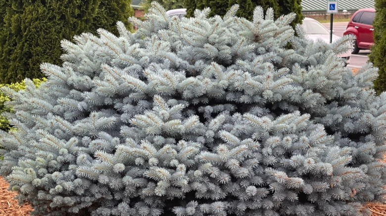 The blue Colorado spruce growing in a garden