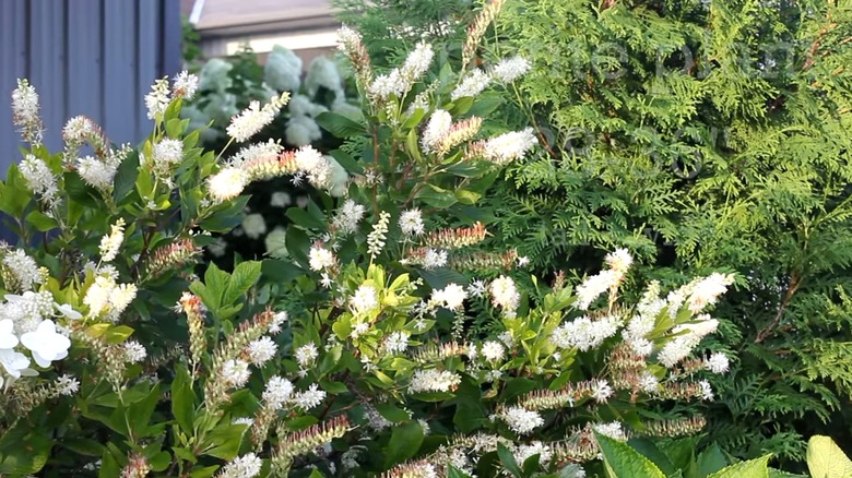 'Crystalina' summersweet growing in a garden with white flowers in bloom