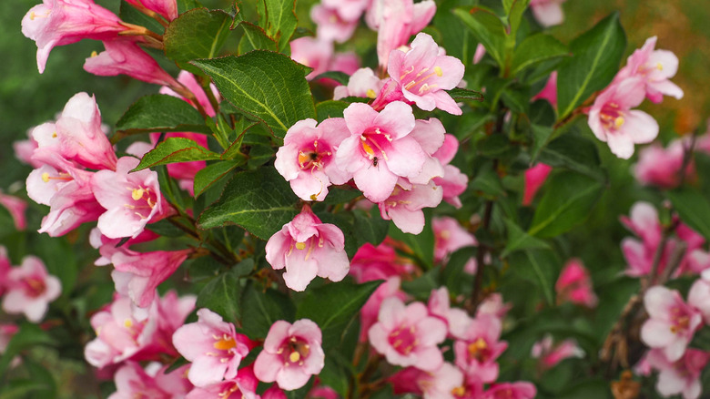 'Dark Horse' Weigela with pink flowers in bloom