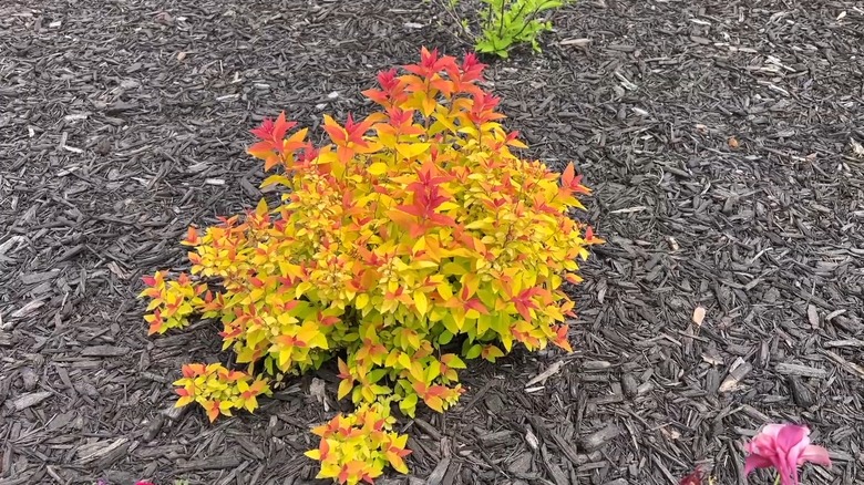 Red and green leaves of 'Double Play Candy Corn' Spirea