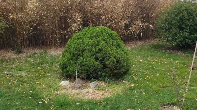 Dwarf Alberta spruce in a dome shape in a garden