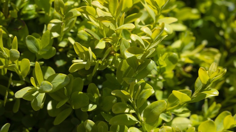 Green leaves of Dwarf English boxwood