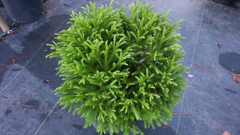 Dwarf Japanese cedar in a pot