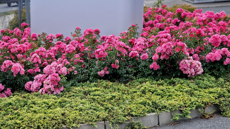 Pink ground cover roses in bloom