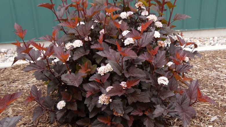 'Ginger Wine' ninebark's reddish brown foliage with white blooming flowers