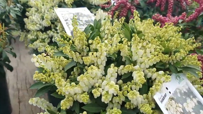 Japanese Pieris 'Cavatine' in bloom