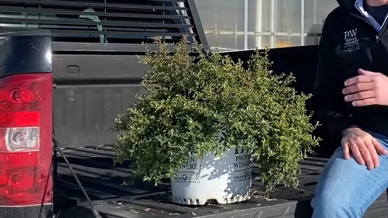 'Juke Box' Pyracomeles in a pot in a pickup