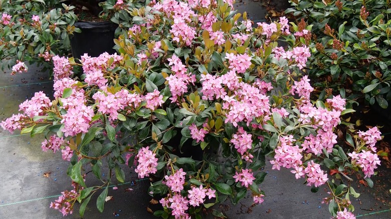 'La Vida Mas Indian' hawthorn with pink blooms