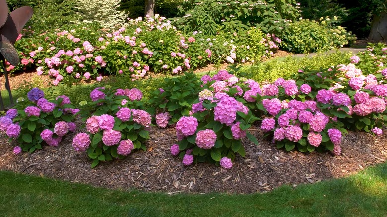 'Let's Dance Sky View' Hydrangea in a garden