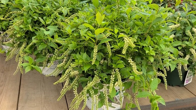 'Little Henry' Virginia sweetspire in pots