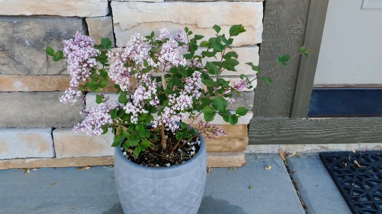 Meyer lilac 'Palibin' blooming pink flowers in a plant pot